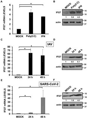 The IFN-stimulated gene IFI27 counteracts innate immune responses after viral infections by interfering with RIG-I signaling